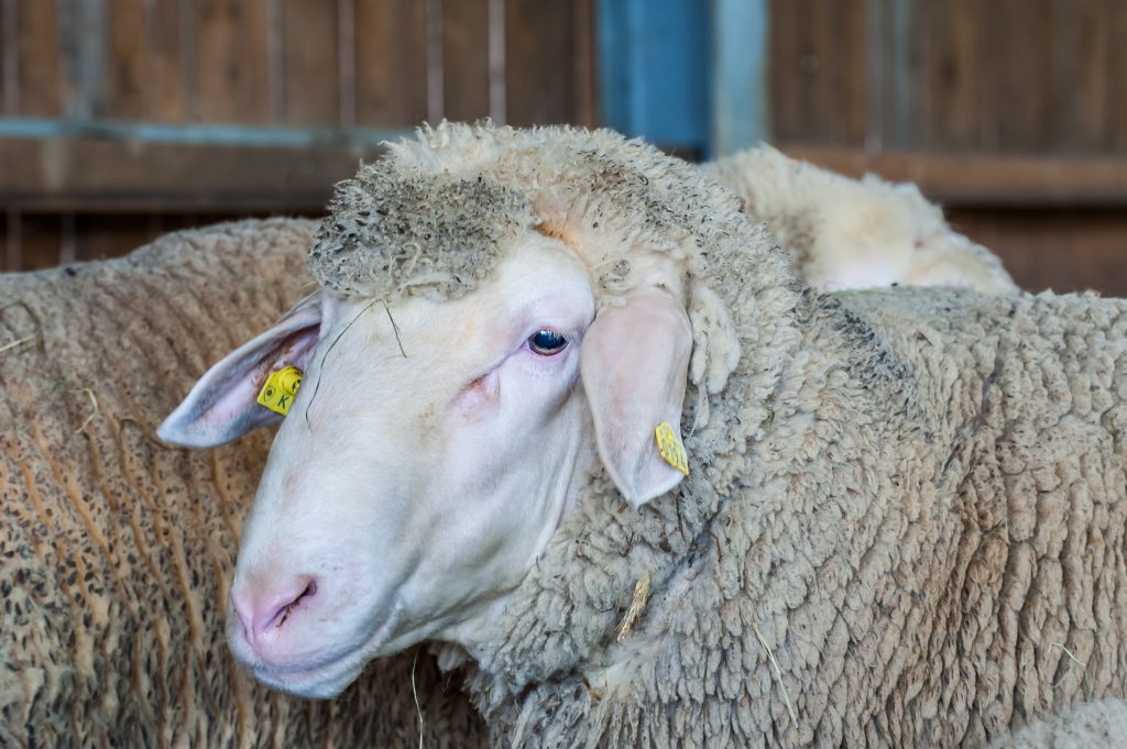 Vieh Tier Ohrmarkenzange Schafe Ohrmarken Zange Applikator Etikett Kennzeichnung 