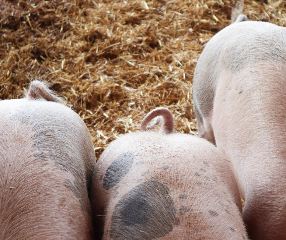 Schritt für Schritt zum Ringelschwanz LKV Bayern